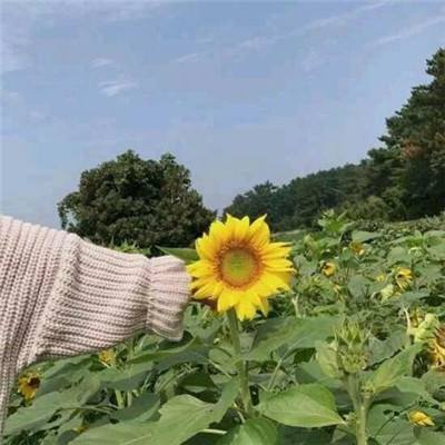 新塔防三国全民塔防九游版下载